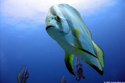 Holly warm water batman.....Batfish! by Andrew Macleod 